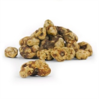 magic-truffels-tampanensis