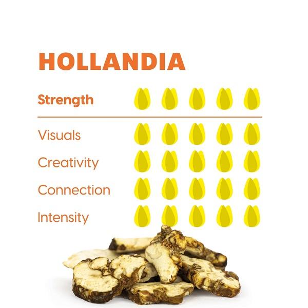 Hollandia-1-scala