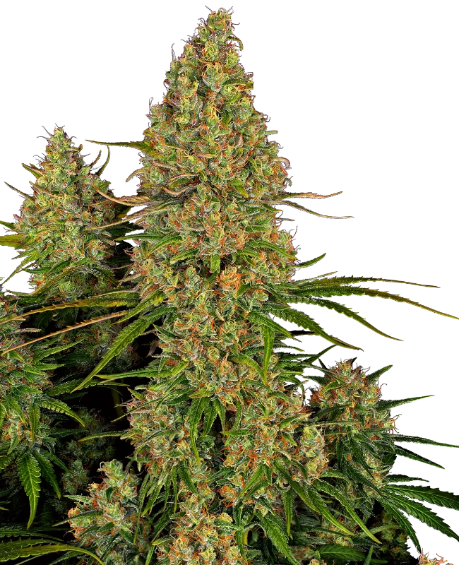 0000029_sticky-orange-xxl-automatic-seeds_800