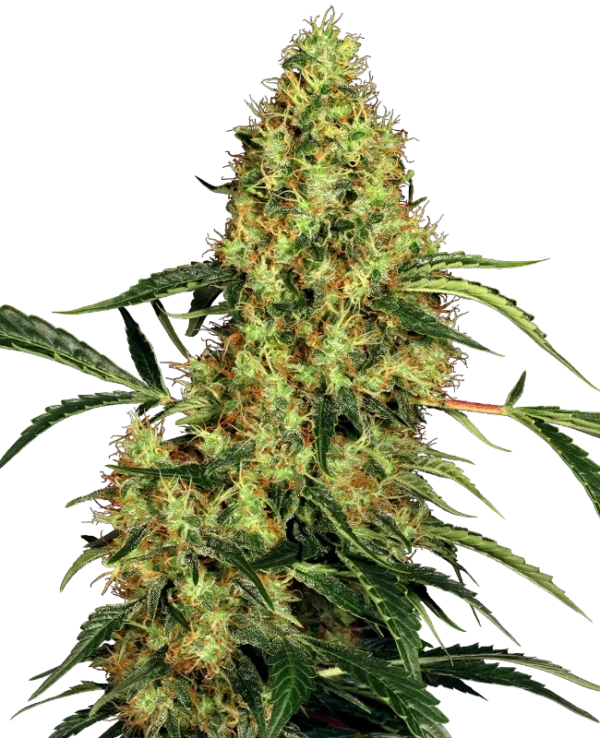 0000214_mexican-sativa-feminized-seeds_800