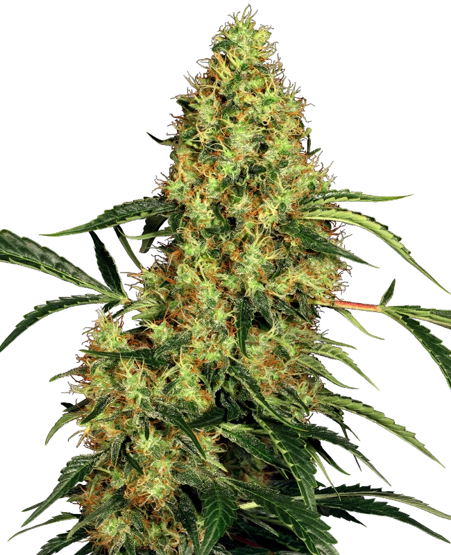 0000214_mexican-sativa-feminized-seeds_800