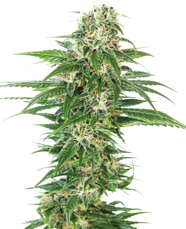 0000363_semillas-automaticas-tempranas-skunk_800