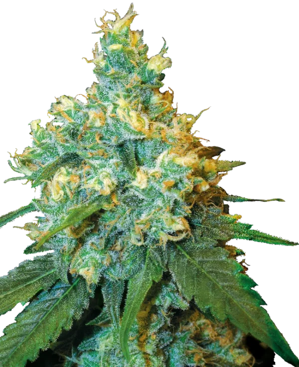 0000764_jack-herer-semillas-feminizadas_800