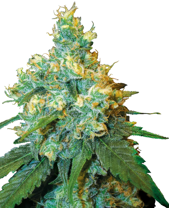 0000764_jack-herer-semillas-feminizadas_800