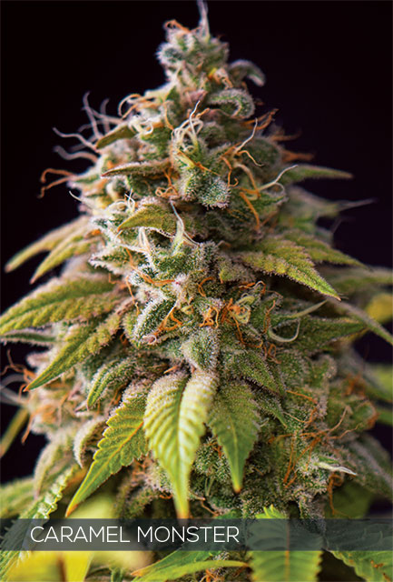 H640_MONSTRUO_DE_CARAMELO_WEB