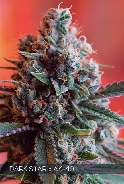 H640_WEB_DARK_STAR_X_AK49