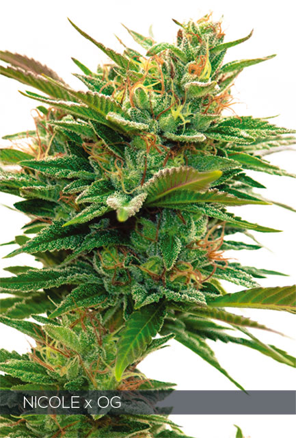 H640_WEB_NICOLE_X_OG