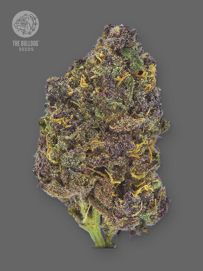 TB_SEEDS_TOP_Purple-CBD_675x900px