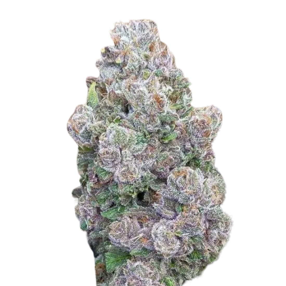 mimosa_gusher_1_fem_growers_choice_nederland_1_