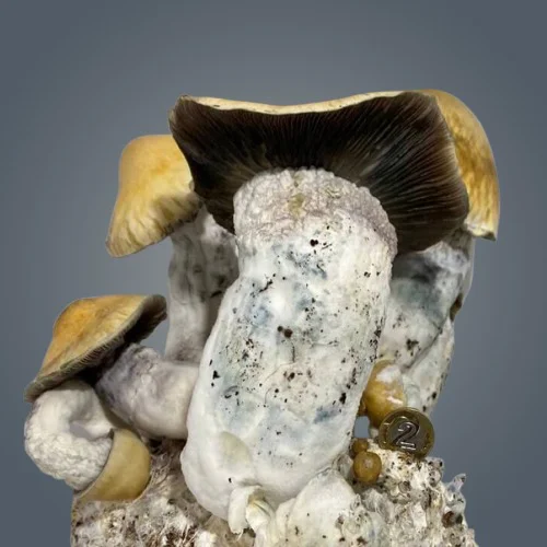 Penis-Envy-Gigantus-Royale-Flush