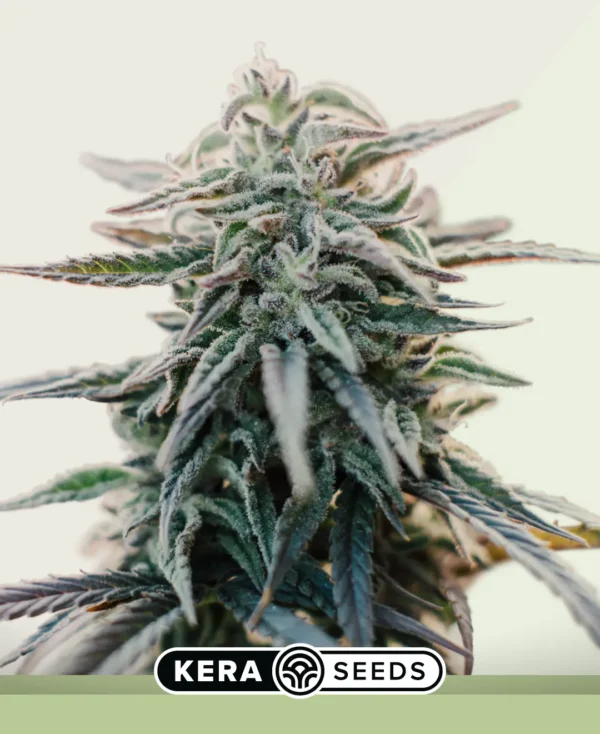kera-autoflowering-white-widow