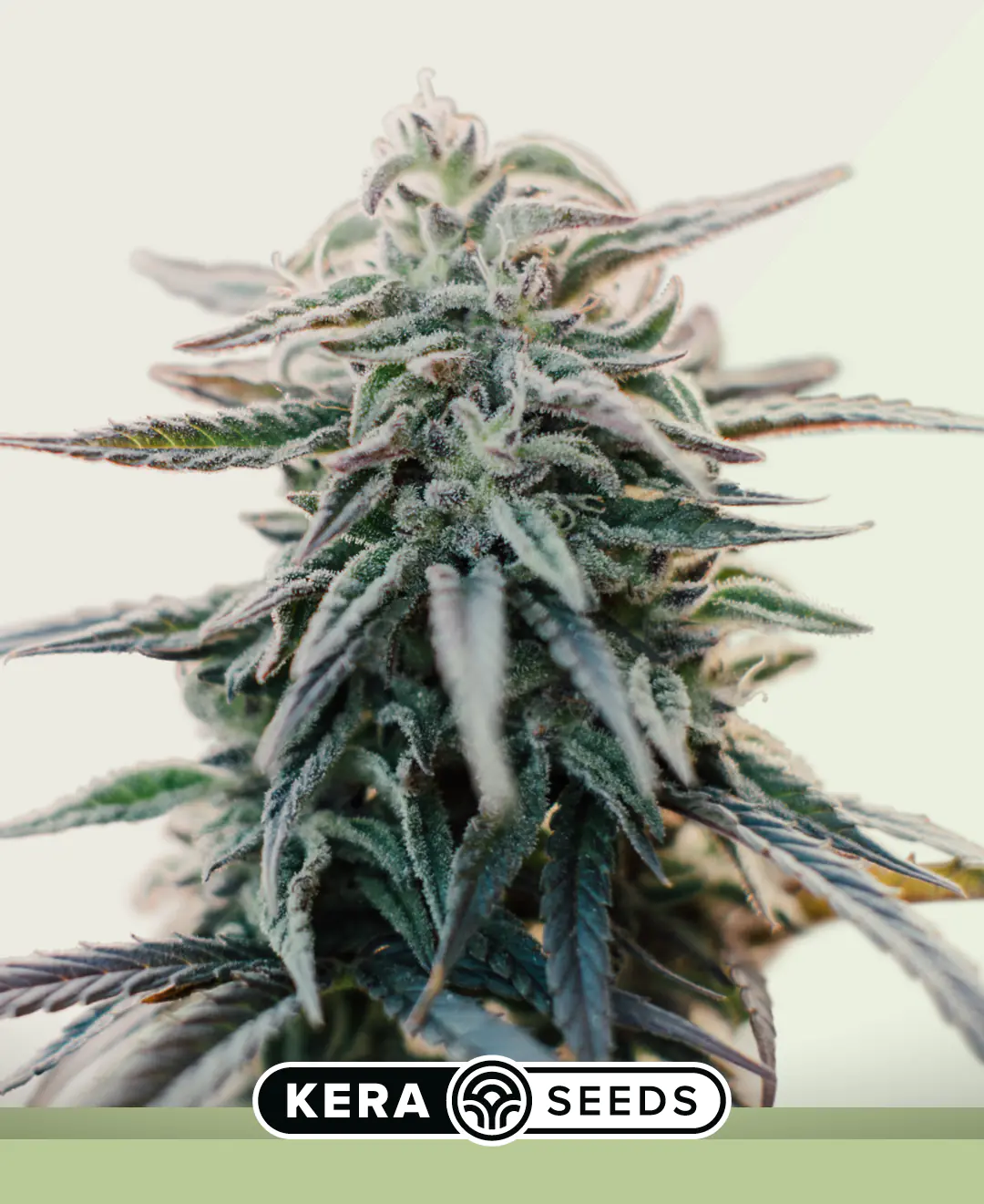 kera-autoflowering-white-widow