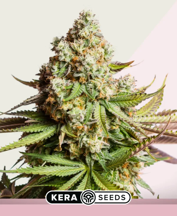 kera-gefeminiseerd-amnesia-haze
