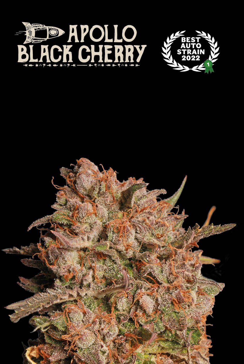 Apollo-Black-Cherry-Auto
