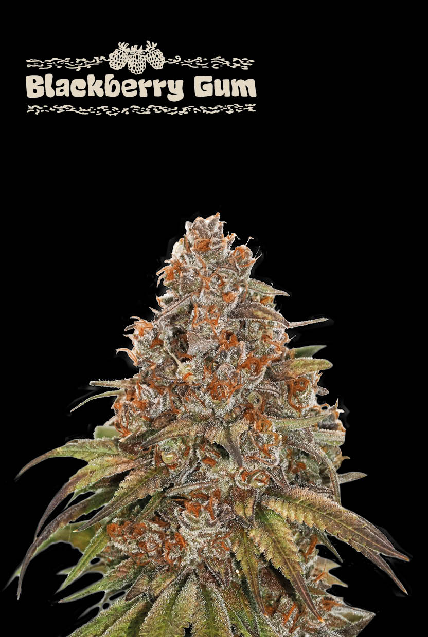 Blackberry-Gum-Auto