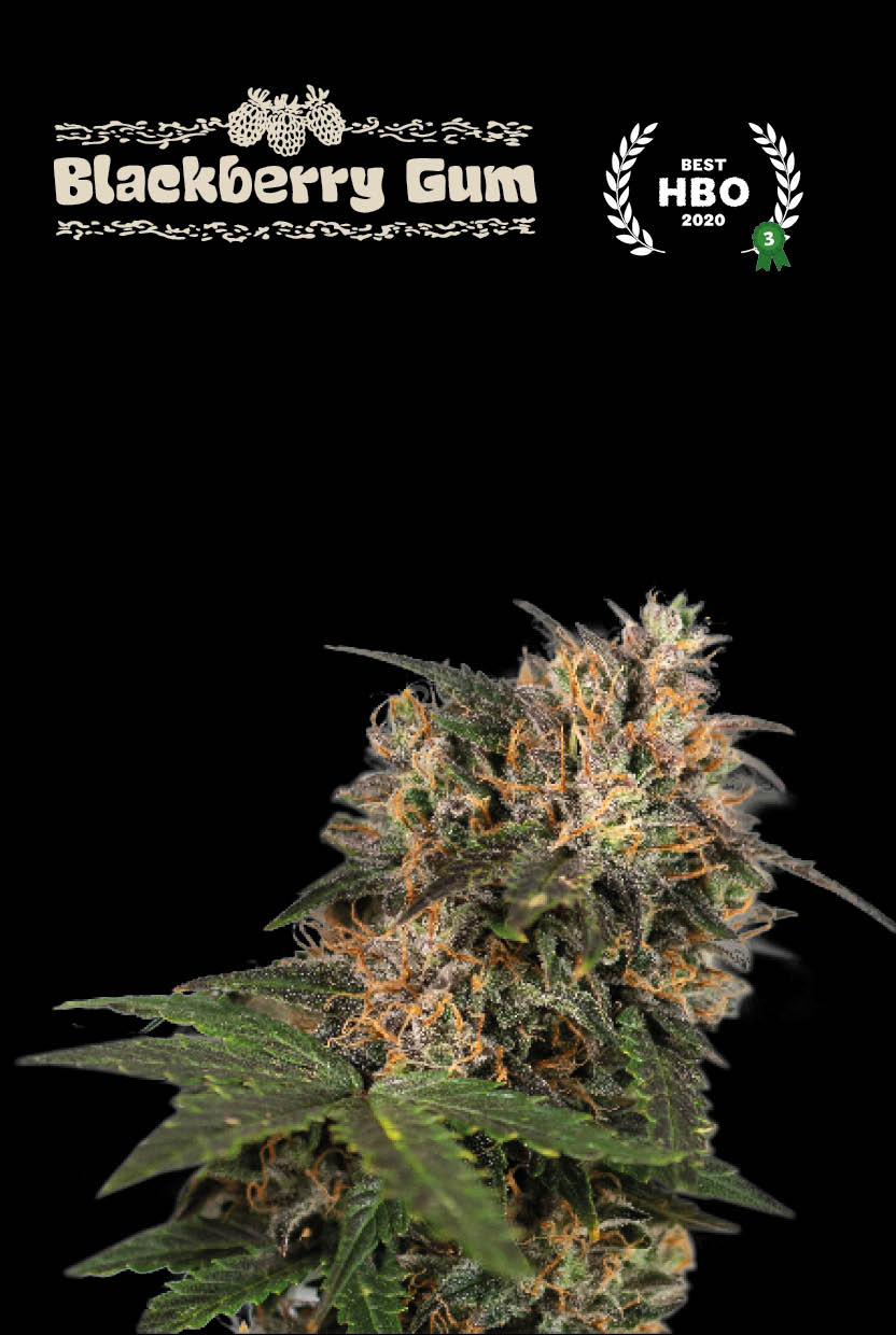 Blackberry-Gum-fem