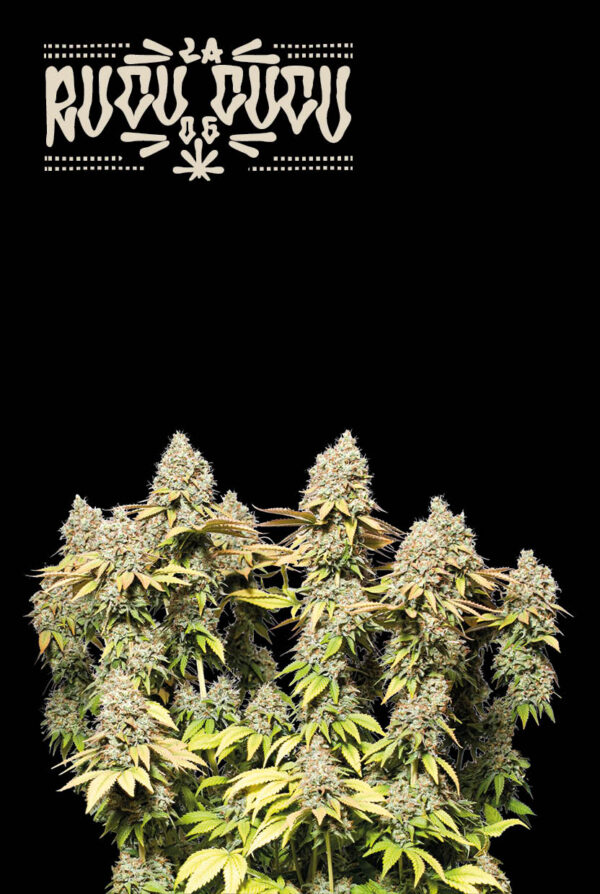 Rucu-Cucu-Og-Auto