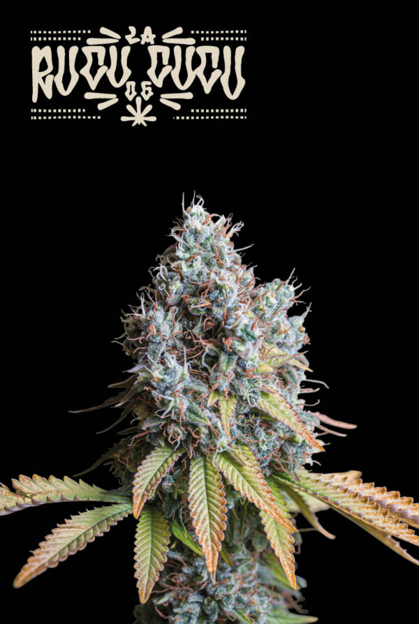 Rucu-cucu-Og-Fem
