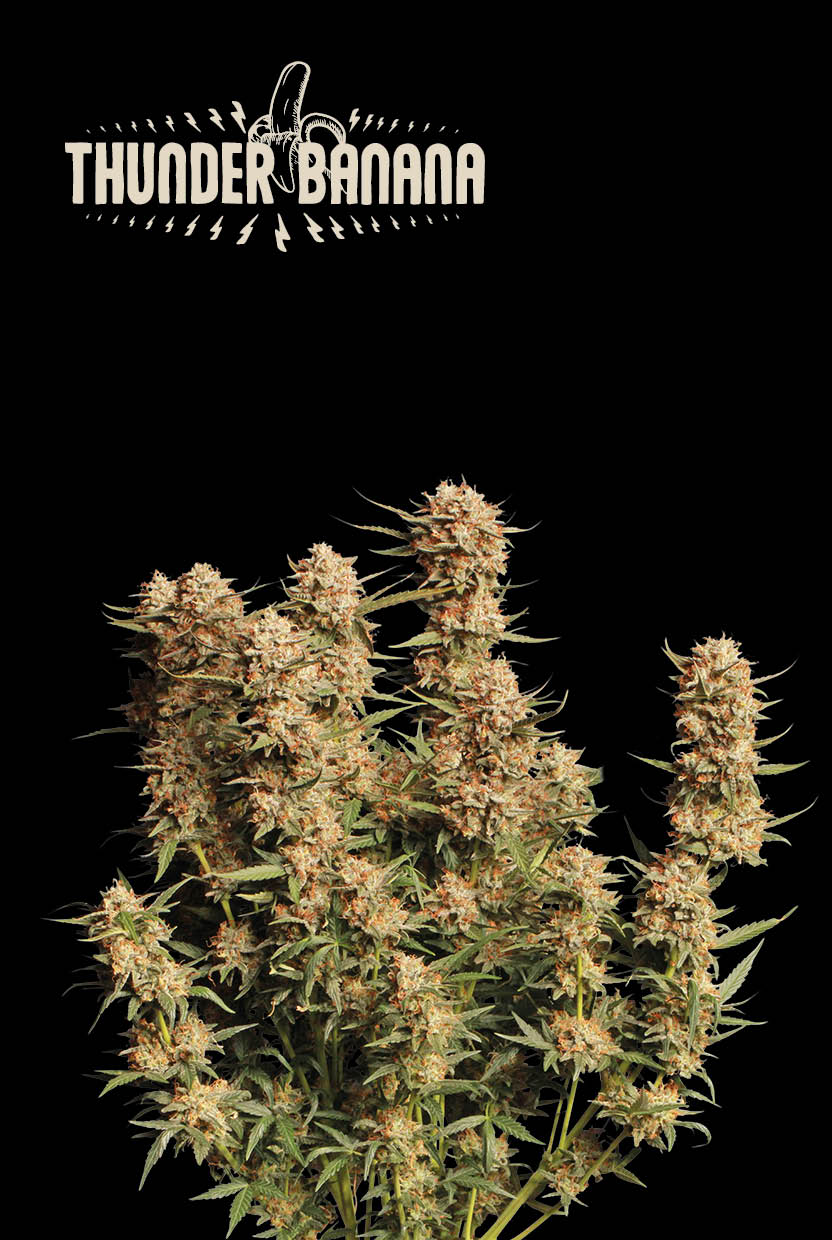 Thunder-Banana-Auto