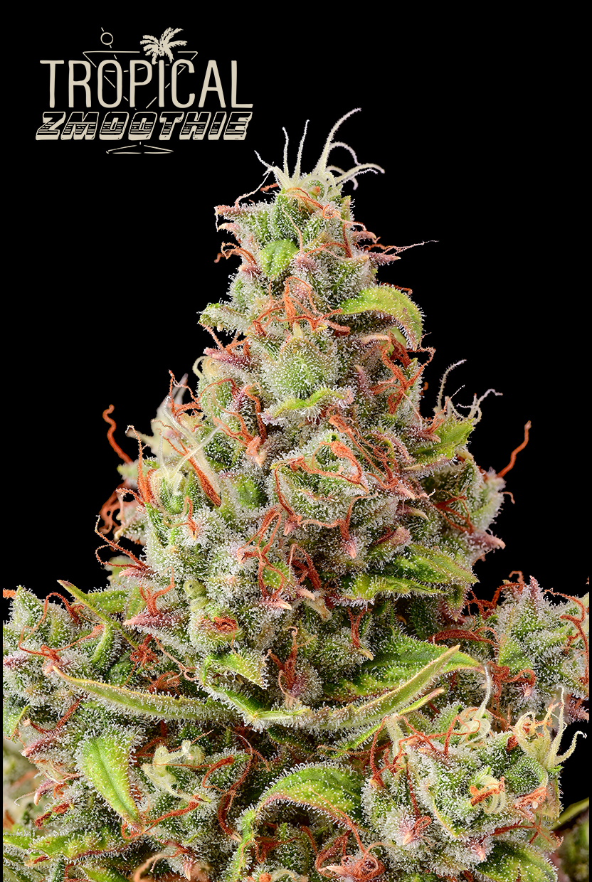 Tropical Zmoothie Autoflower