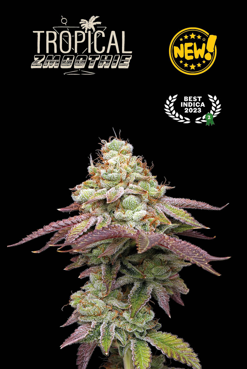 Tropical-Zmoothie-Fem