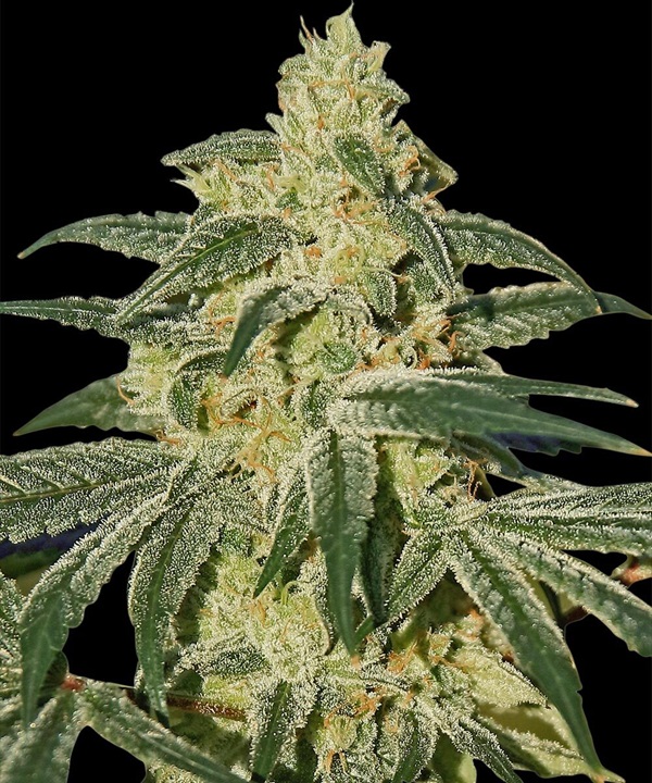 afghan-hash-plant-regular_1_747633