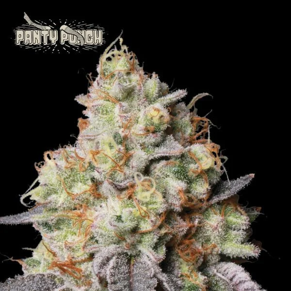 panty-punch-auto-seedstockers