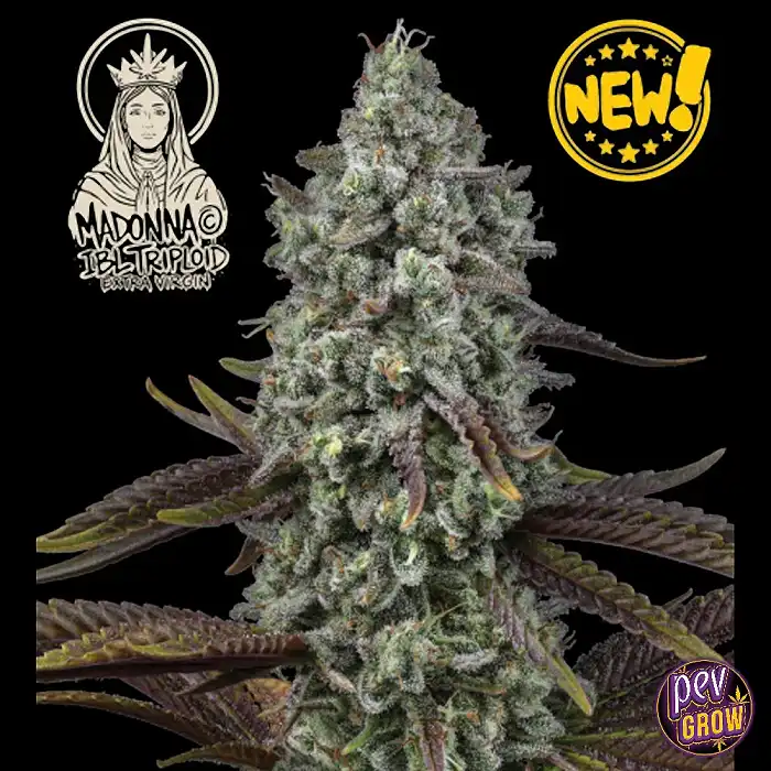 semillas-madonna-triploid-seedstockers