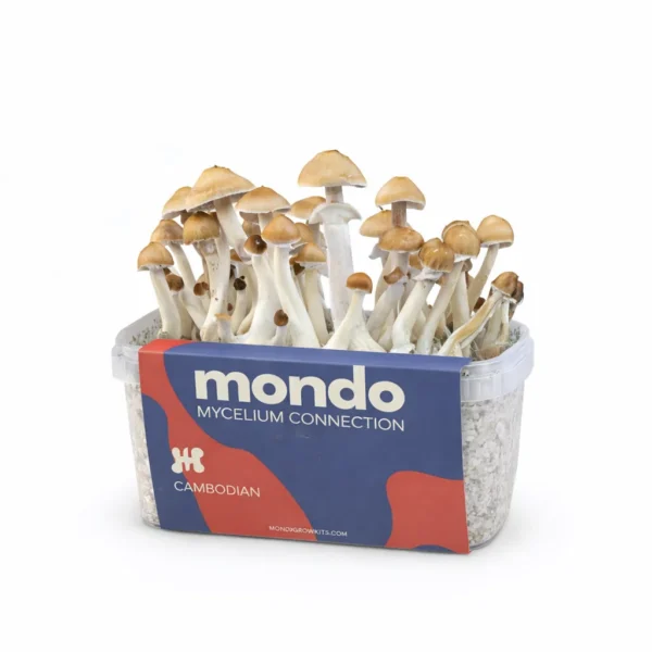 Mondo Cambodian Grow Kit 100% Mycelium 1200ML