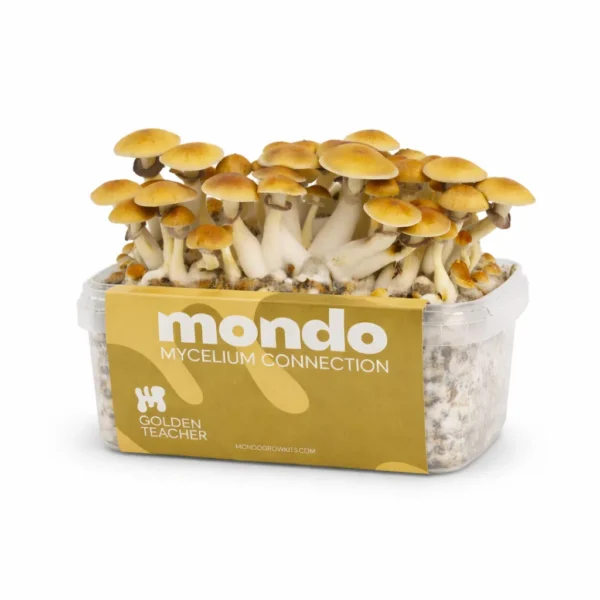 Mondo Golden Teacher Grow Kit 100% Mycelium 1200ML