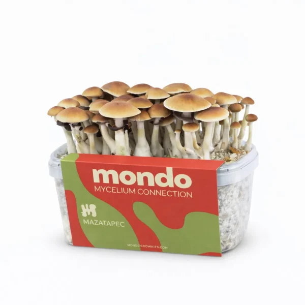 Mondo Mazatapec Grow Kit 100% Mycelium 1200ML