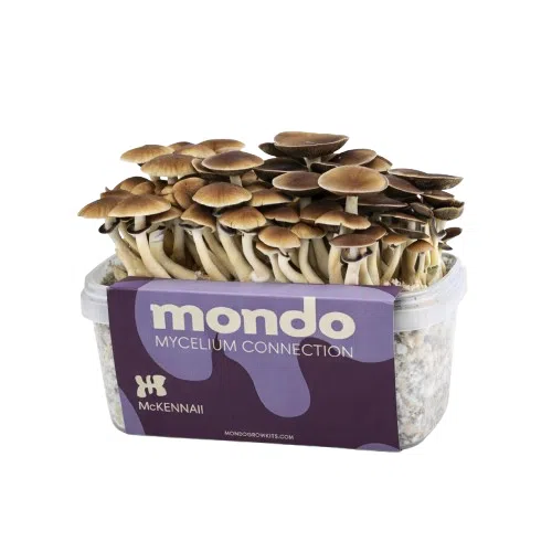 Mondo McKennaii Grow Kit 100% Mycelium 1200ML
