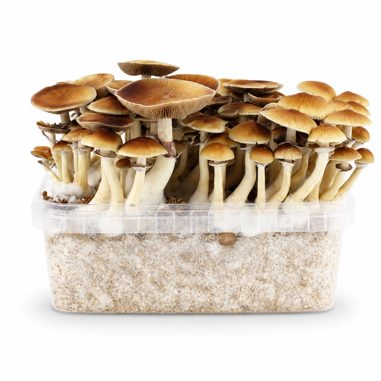 Mondo PES Amazonian Grow Kit 100% Mycelium 1200ML