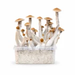 Mondo Treasure Coast Grow Kit 100% Mycelium 1200ML