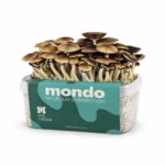 Mondo PES Hawaii Grow Kit 100% Mycelium 1200ML