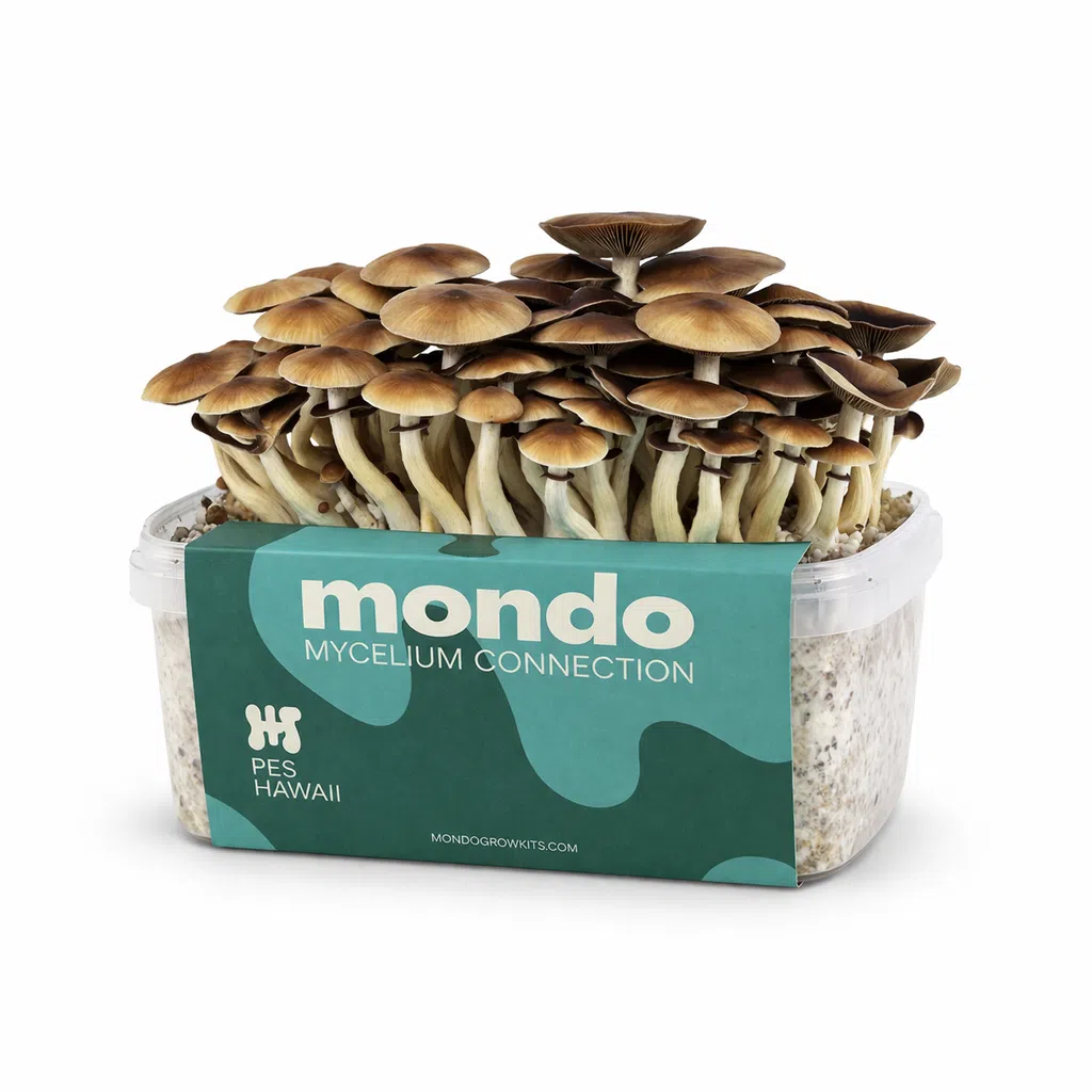Mondo PES Hawaii Grow Kit 100% Mycelium 1200ML